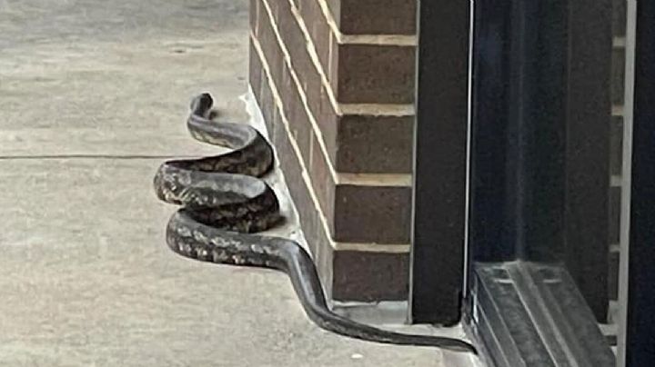 Estos olores atraen a las víboras para que entren a tu casa