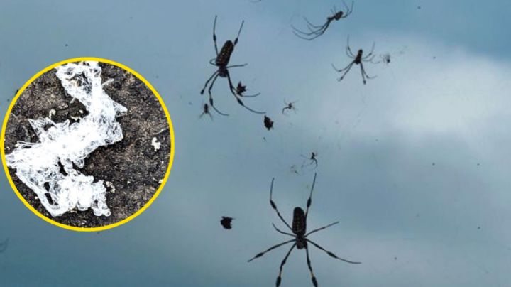 Arañas caen del cielo en California, ¿qué está pasando?