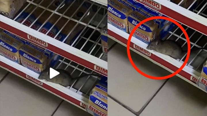 Captan a rata 'descansando' entre barras de pan BIMBO | VIDEO