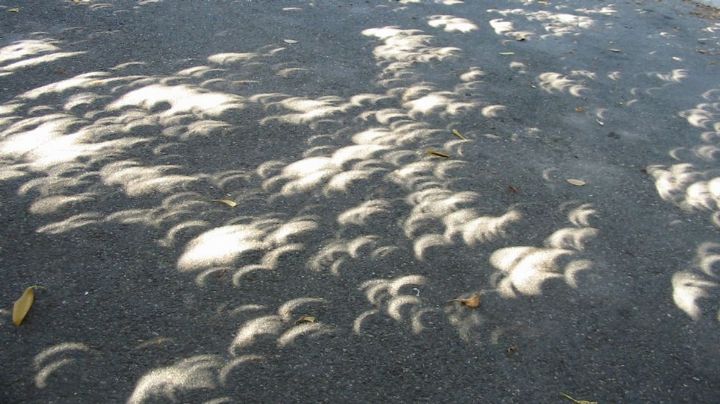 Captan extraño fenómeno en la sombra de los arboles de Tamaulipas; ¿fue por el eclipse?