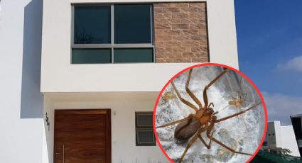 Espeluznantes arañas invaden tu casa en otoño; aléjalas con estos sencillos tips