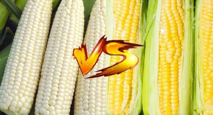 ¿Cuál es mejor, el elote amarillo o blanco?, estos son sus beneficios