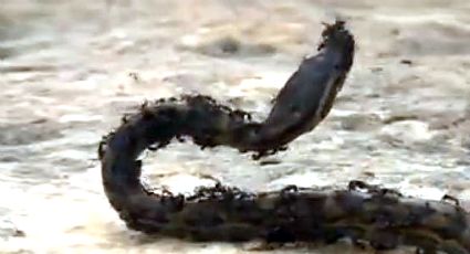 Hormigas 'legionarias' carnívoras devoran a una serpiente en segundos | VIDEO