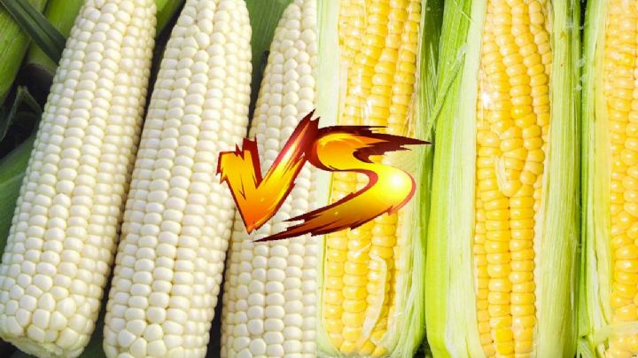 ¿Cuál es mejor, el elote amarillo o blanco?, estos son sus beneficios