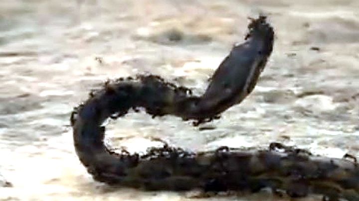 Hormigas 'legionarias' carnívoras devoran a una serpiente en segundos | VIDEO