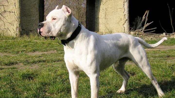 Dogo argentino: 'Morocho', el perro que fue capaz de pelear contra un puma y vencerlo | VIDEO