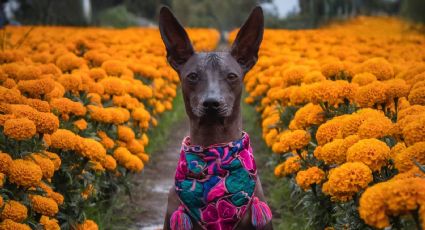 Así celebrarán el Día de Muertos al norte de Texas: con 46 mil flores de cempasúchil