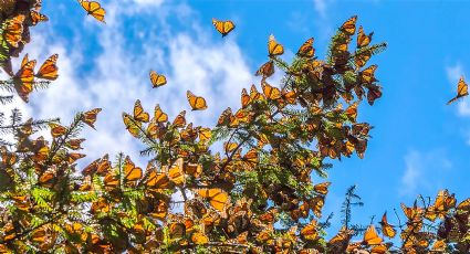 Por fin llegan a México las mariposas Monarca de EE. UU. y Canadá