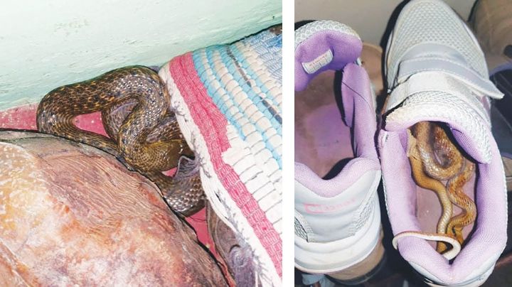 ¿En dónde se refugian las serpientes cuando empieza el frío?; ten mucho cuidado