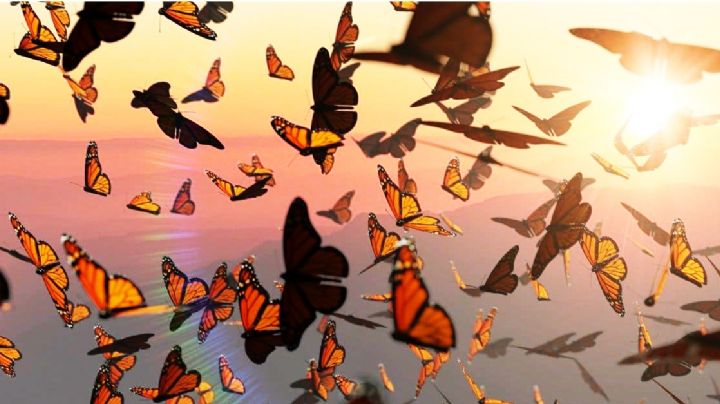 ¿Cómo ayudar a las mariposas Monarca en su migración cuando pasan por tu ciudad?