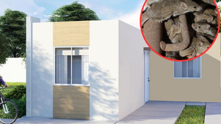 Cómo ahuyentar sin veneno a los ratones de tu casa de manera fácil y segura