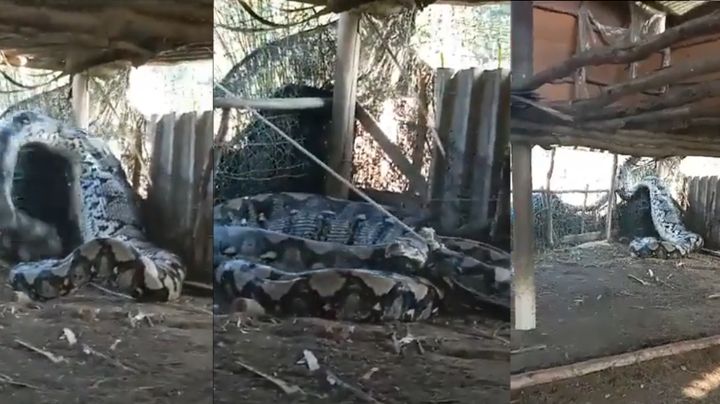 Enorme serpiente de proporciones monstruosas es capturada en la India | VIDEO