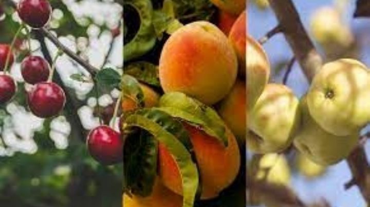 Conoce cuáles son los árboles que pueden intoxicar o matar a tus perros en casa