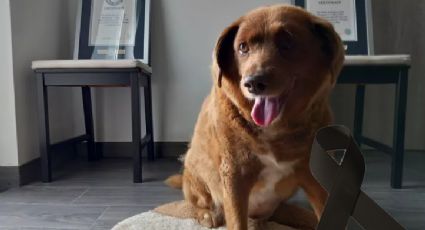 Muere 'Bobi', el perro más longevo del mundo y ganador de récord Guinness