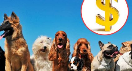 Conoce a las 8 razas de perros más caras en el mundo