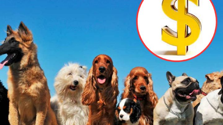 Conoce a las 8 razas de perros más caras en el mundo