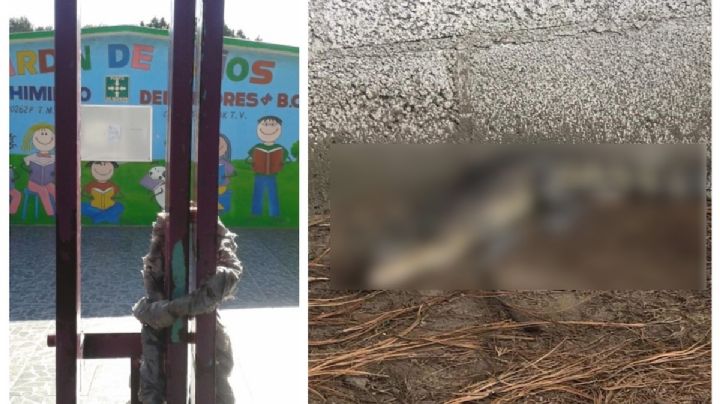 Encuentran enorme cocodrilo en el patio de un Kínder, ¿cómo llegó hasta ahí?