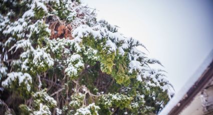 Ya huele a Navidad... pronostican caída de nieve en Texas