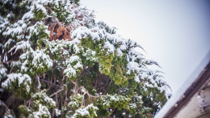 Ya huele a Navidad... pronostican caída de nieve en Texas