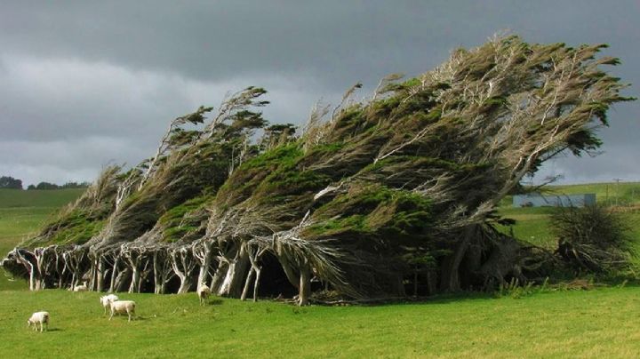 Estos son los cinco árboles que más resisten a huracanes y vientos fuertes