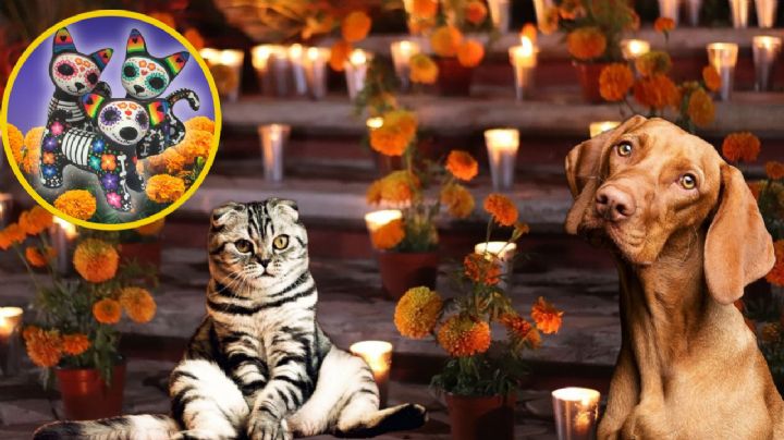 Día de Muertos: ¿Cuándo llegan las mascotas fallecidas a visitarnos?