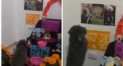 Perrito llora a su mamá en altar de muertos | VIDEO