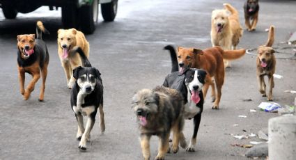 Perros callejeros: reto social de Nuevo Laredo