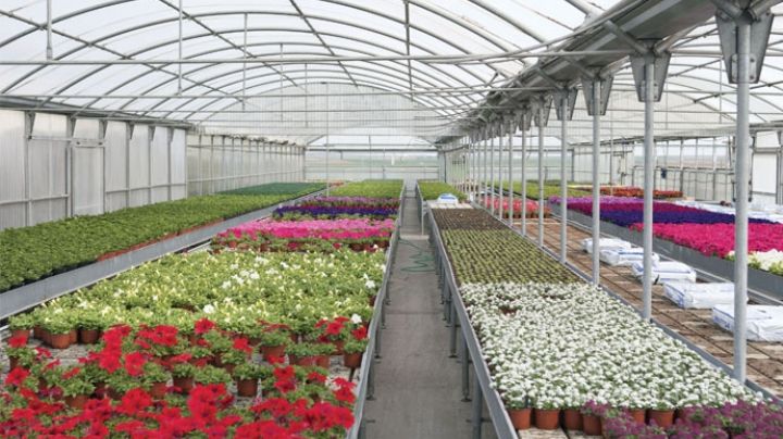 Te decimos cómo puedes proteger a tus plantas del frío y evitar que mueran