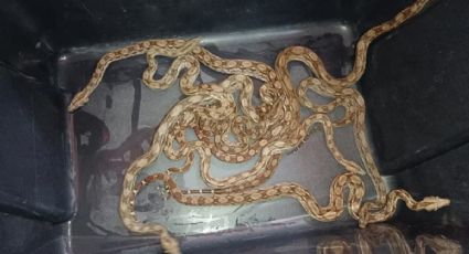 Encuentran una víbora de cascabel y otros 20 reptiles enviados por paquetería en México