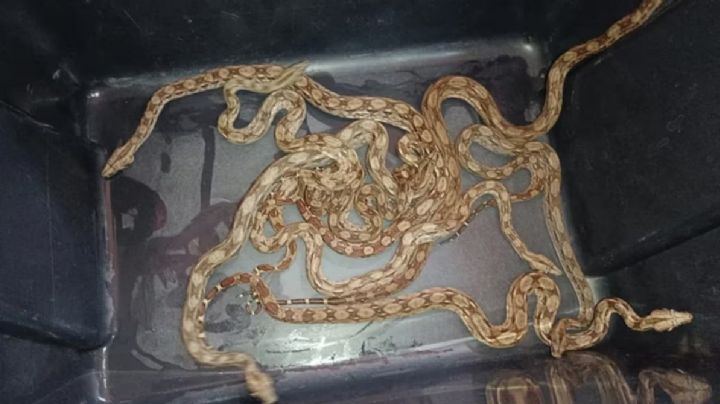 Encuentran una víbora de cascabel y otros 20 reptiles enviados por paquetería en México
