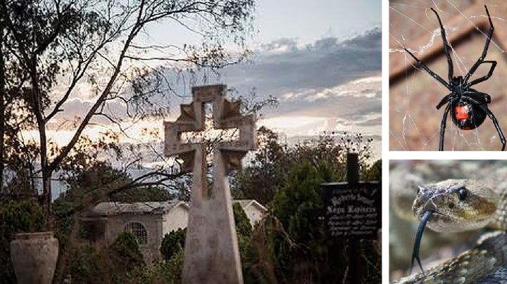 Serpientes y viudas negras inundan los panteones; toma estas precauciones