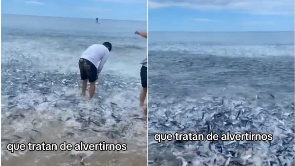 ¡Insólito! Graban a peces tratando de 'huir' del mar