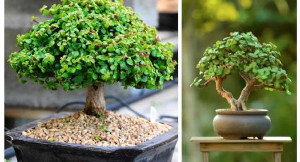 ¿Cómo convertir tu árbol de la abundancia en un bonsái? | VIDEO