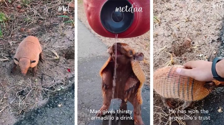 Armadillo sediento se salva de morir gracias a conductor que le ofrece agua | VIDEO