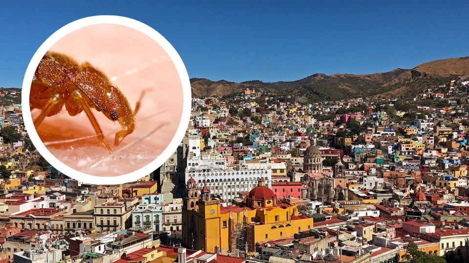 Reportan presencia de chiches en Guanajuato