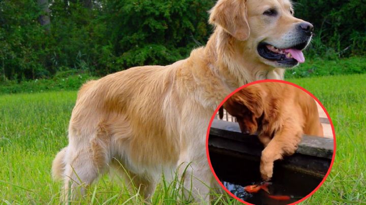 Momento en el que un perrito trata de salvar a un pez | VIDEO