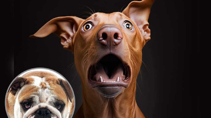 Cinco señales que te indican que tu perro está estresado