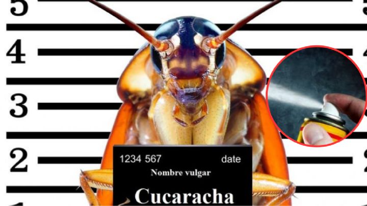 Cómo encontrar los nidos de cucarachas en el hogar y los métodos para eliminarlos