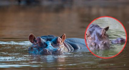 Conoce al tierno y hermoso bebé hipopótamo que nació en zoológico