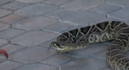 Niño confunde serpiente de cascabel con un peluche