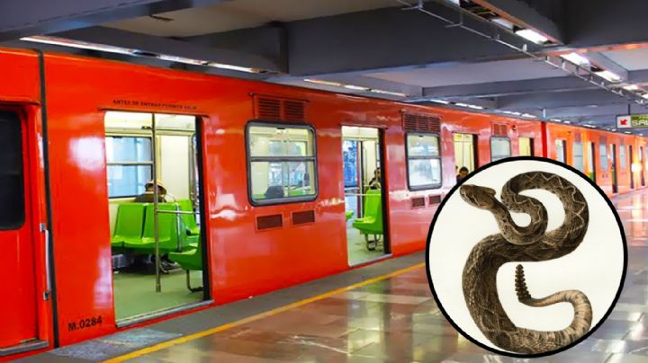 Usuario encuentra serpiente en el Metro de la CDMX | FOTOS