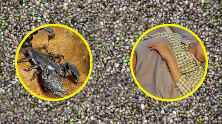 Mujer encuentra misteriosos 'huevos de viuda negra o escorpión' en cama de su hijo | FOTOS