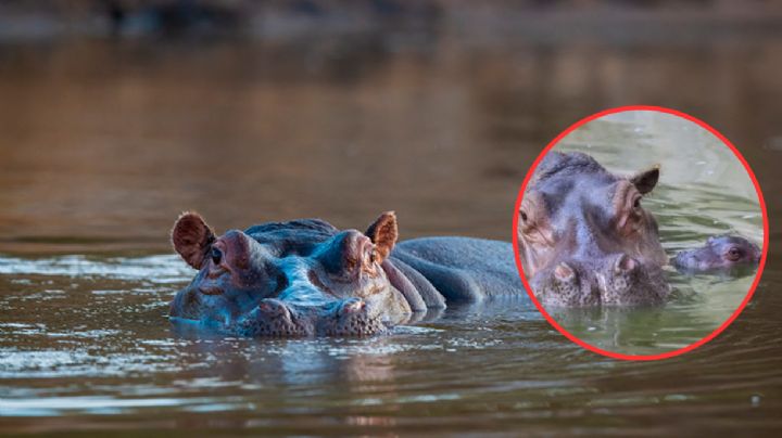 Conoce al tierno y hermoso bebé hipopótamo que nació en zoológico