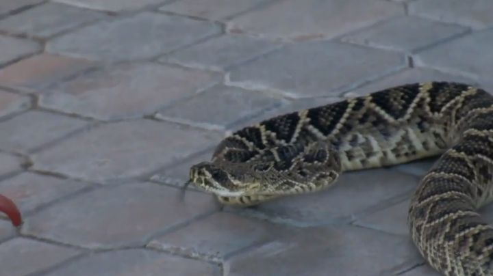 Niño confunde serpiente de cascabel con un peluche