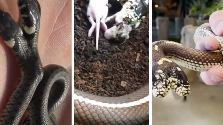Serpiente de dos cabezas es alimentada y criada por un hombre
