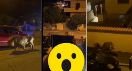 Captan en video a león caminando por las calles; se escapó de un circo | VIDEO