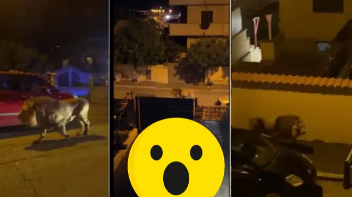 Captan en video a león caminando por las calles; se escapó de un circo | VIDEO