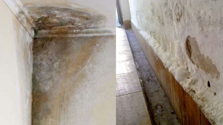 Cómo sacar la humedad de tu casa y cómo prevenirla | VIDEO