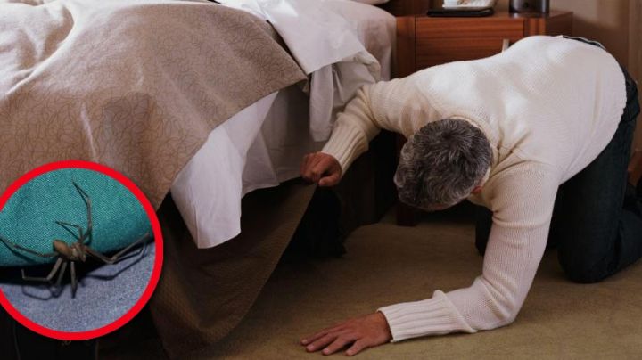La araña violinista podría esconderse en estos lugares de tu casa, ¡CUIDADO!
