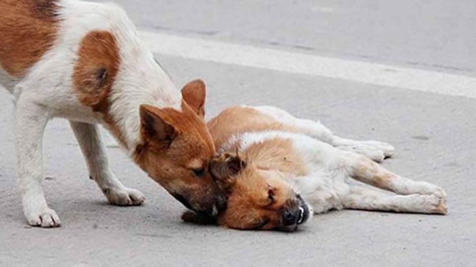 Los vecinos comentaron que no es la primera vez que se presenta una matanza de perros